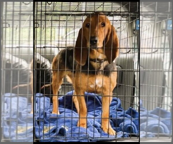 Medium Photo #3 Basset Hound Puppy For Sale in Mt. Laurel, NJ, USA