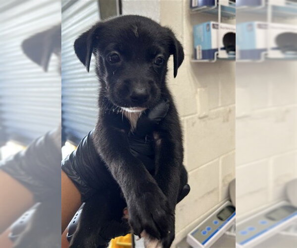 Medium Photo #1 Mutt Puppy For Sale in San Bernardino, CA, USA
