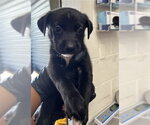 Small Mutt