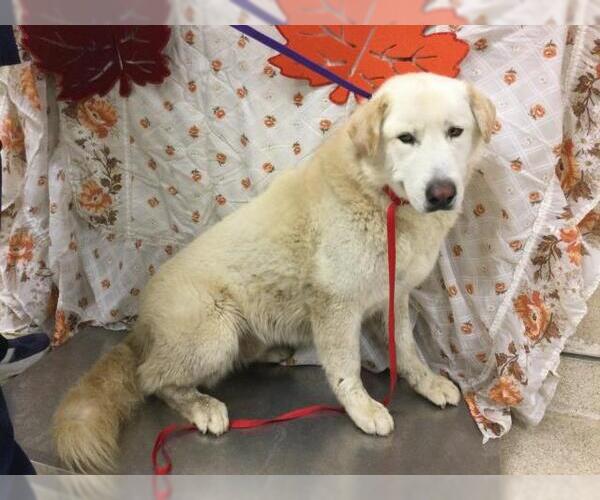 Medium Photo #1 Great Pyrenees-Unknown Mix Puppy For Sale in Riverside, CA, USA