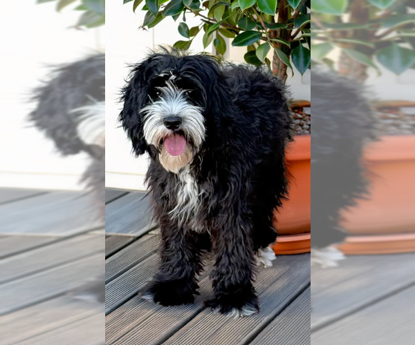 Medium Photo #1 Poodle (Miniature)-Unknown Mix Puppy For Sale in Cranston, RI, USA
