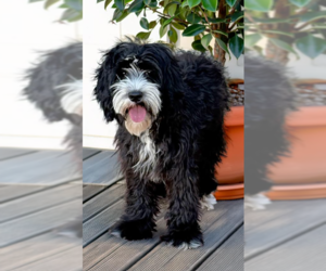 Poodle (Miniature)-Unknown Mix Dogs for adoption in Cranston, RI, USA