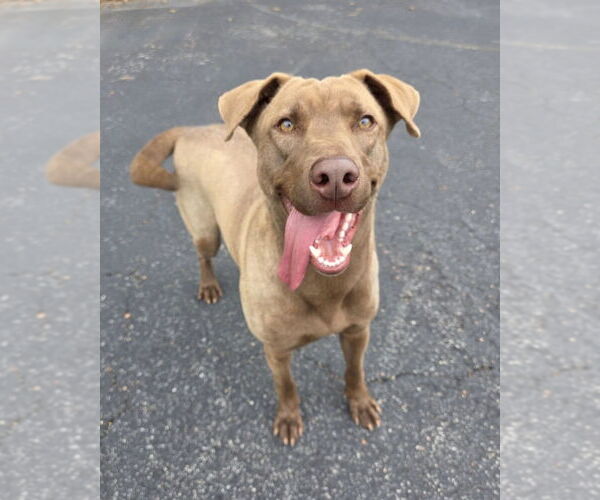 Medium Photo #6 Chesapeake Bay Retriever-Unknown Mix Puppy For Sale in Brewster, NY, USA