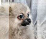 Small Photo #6 Pomeranian Puppy For Sale in CONWAY, SC, USA
