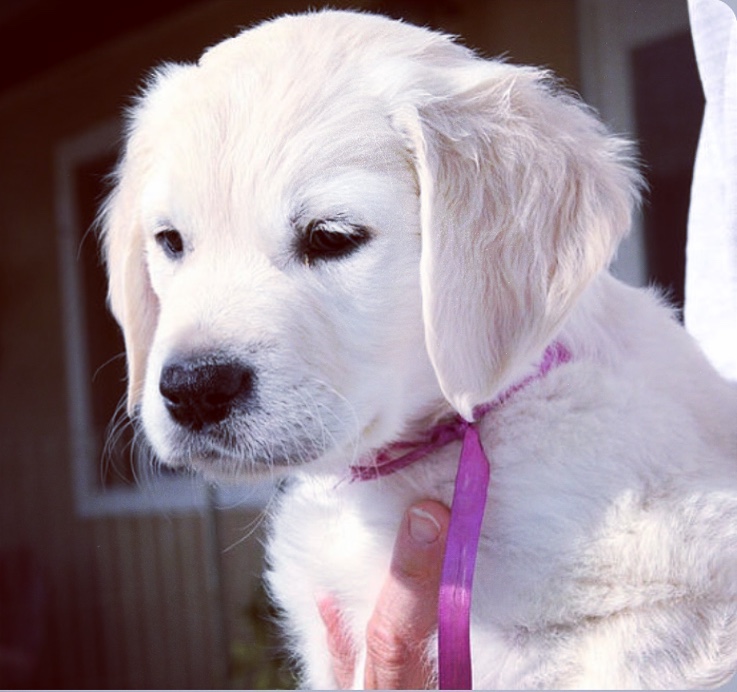 Medium Photo #1 Golden Retriever Puppy For Sale in TROY, AL, USA