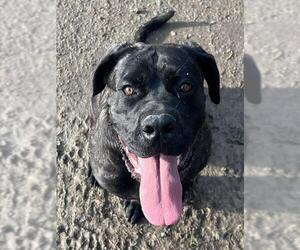 Mutt Dogs for adoption in Riverside, CA, USA