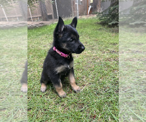 Malinois Puppy for sale in LA PINE, OR, USA