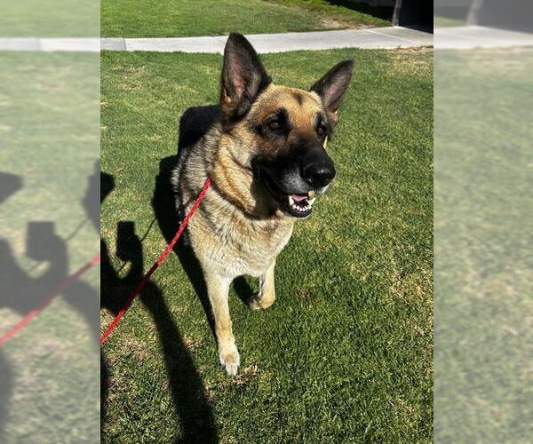Medium Photo #1 German Shepherd Dog Puppy For Sale in Camarillo, CA, USA