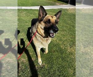 German Shepherd Dog Dogs for adoption in Camarillo, CA, USA