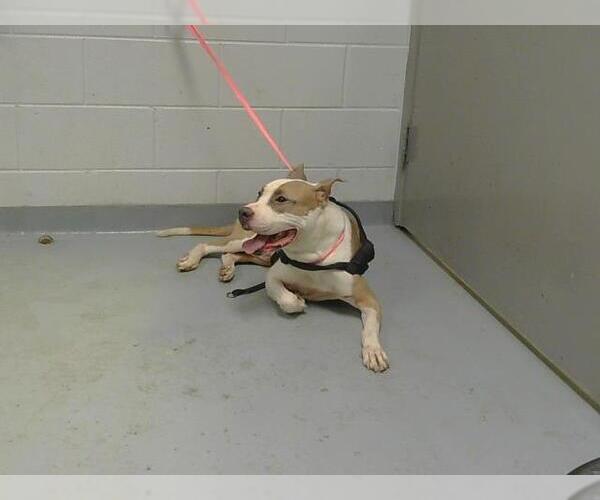 Medium Photo #1 American Pit Bull Terrier-Unknown Mix Puppy For Sale in St. Cloud, FL, USA