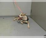 Small American Pit Bull Terrier Mix