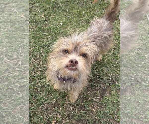 Medium Photo #12 Norfolk Terrier-Unknown Mix Puppy For Sale in Princeton, MN, USA