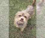 Small Photo #12 Norfolk Terrier-Unknown Mix Puppy For Sale in Princeton, MN, USA