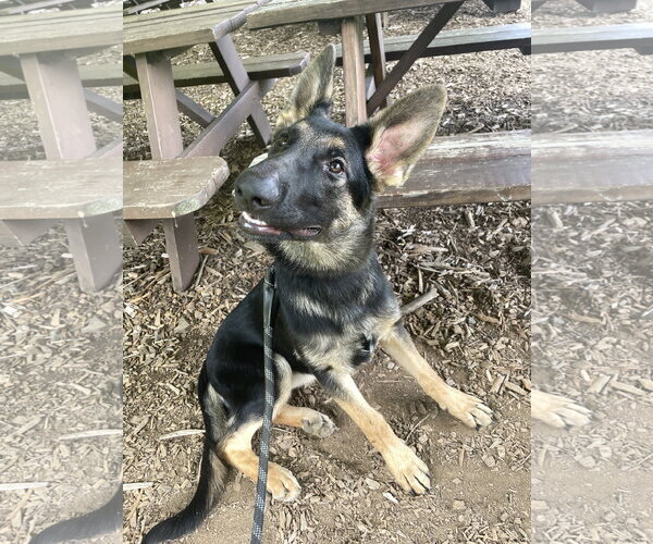 Medium Photo #3 German Shepherd Dog Puppy For Sale in Centreville, VA, USA