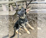 Small #2 German Shepherd Dog