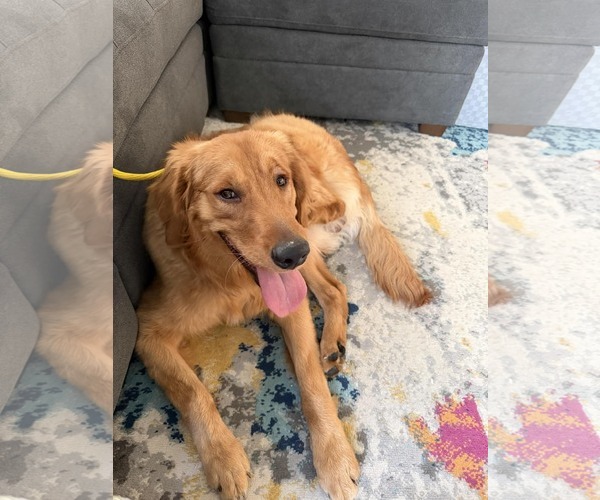 Medium Photo #3 Golden Retriever Puppy For Sale in Sandy, UT, USA