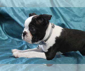 Boston Terrier Puppy for sale in BROOKSVILLE, FL, USA