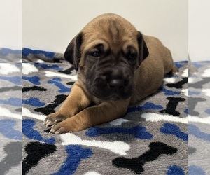 Great Dane Puppy for sale in EDEN, NY, USA