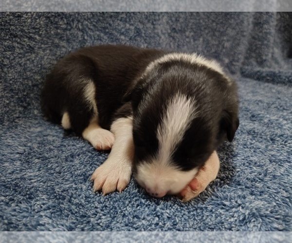 Medium Photo #12 Border Collie Puppy For Sale in NORBORNE, MO, USA