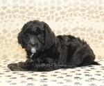 Small #1 Miniature Bernedoodle
