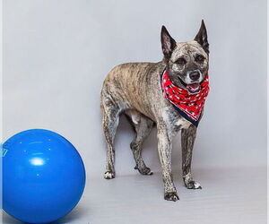 Mutt Dogs for adoption in Sanford, FL, USA