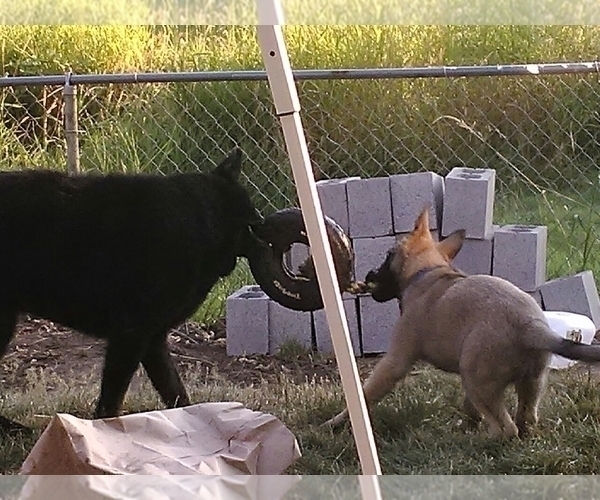 Medium Photo #7 Malinois Puppy For Sale in ORCHARDS, WA, USA