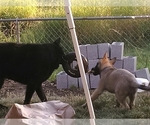 Small #6 Malinois
