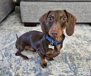 Dachshund Puppy for sale in PASO ROBLES, CA, USA