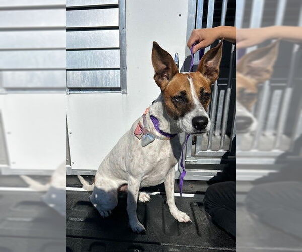 Medium Photo #1 Mutt Puppy For Sale in Rancho Cucamonga, CA, USA