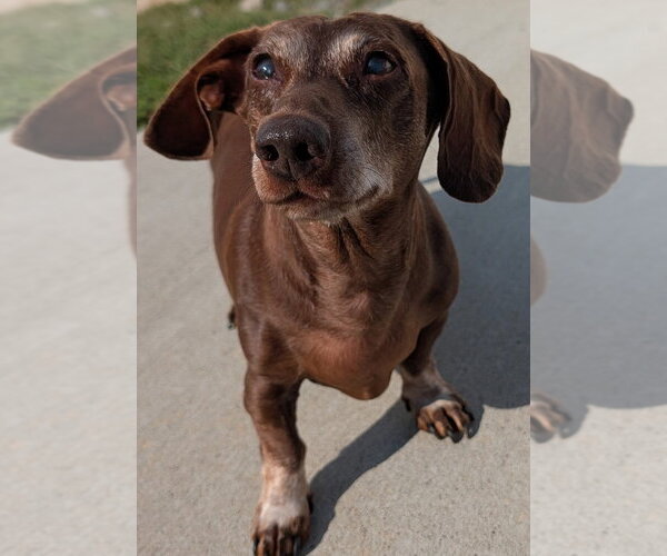 Medium Photo #2 Dachshund Puppy For Sale in Shelbyville, TN, USA