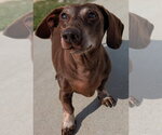 Small #1 Dachshund