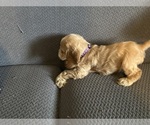 Small #5 Cocker Spaniel
