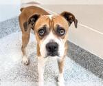 Small #2 Boxer Mix
