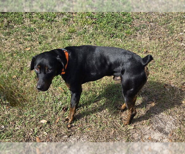 Medium Photo #1 Rottweiler-Unknown Mix Puppy For Sale in Ocala, FL, USA