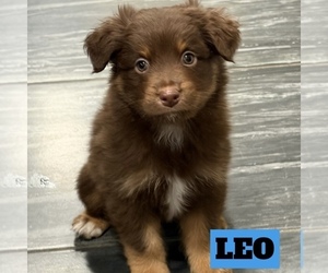 Medium Australian Shepherd