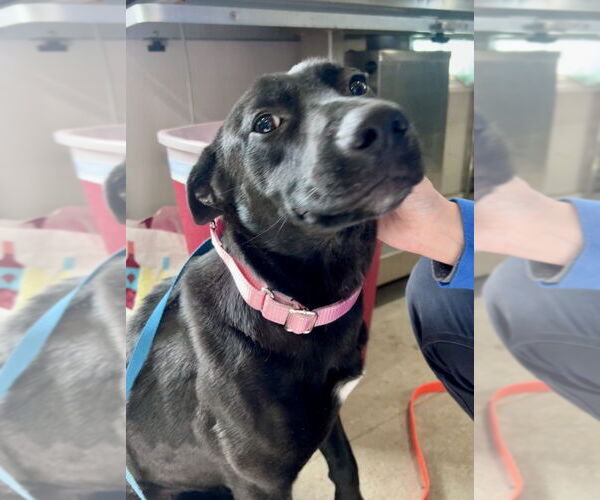 Medium Photo #10 Labrador Retriever-Unknown Mix Puppy For Sale in Brewster, NY, USA