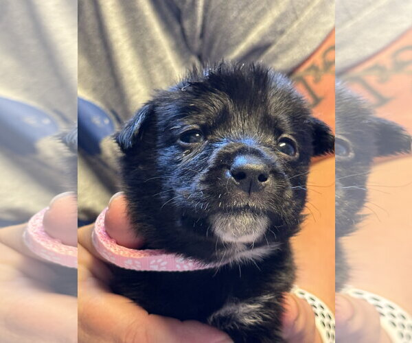 Medium Photo #1 Mutt Puppy For Sale in Duluth, MN, USA