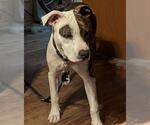Small American Staffordshire Terrier