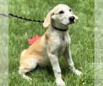 Small #2 Labrador Retriever Mix