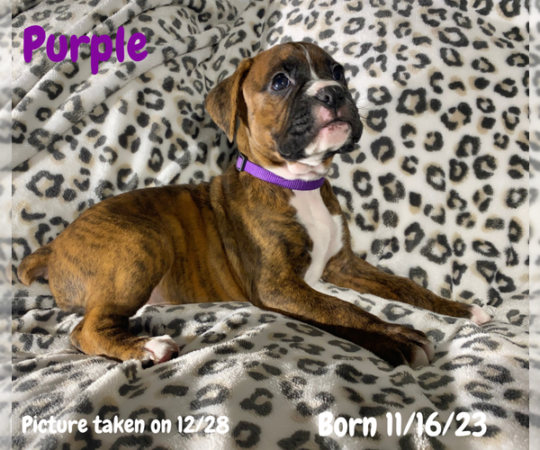 Medium Photo #4 Boxer Puppy For Sale in WEST COLUMBIA, SC, USA