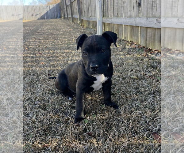Medium Photo #5 American Staffordshire Terrier-Unknown Mix Puppy For Sale in Holly Springs, NC, USA