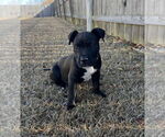 Small Photo #5 American Staffordshire Terrier-Unknown Mix Puppy For Sale in Holly Springs, NC, USA