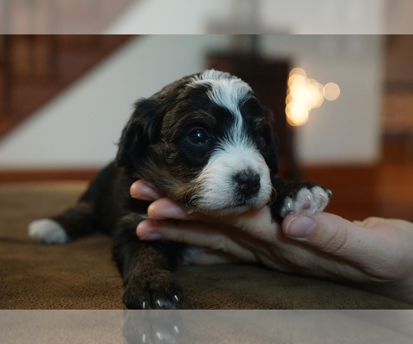 Medium Photo #5 Bernedoodle Puppy For Sale in DUNDEE, OH, USA
