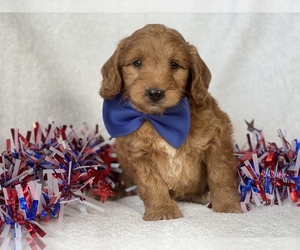 Labradoodle-Poodle (Miniature) Mix Puppy for sale in CEDAR LANE, PA, USA