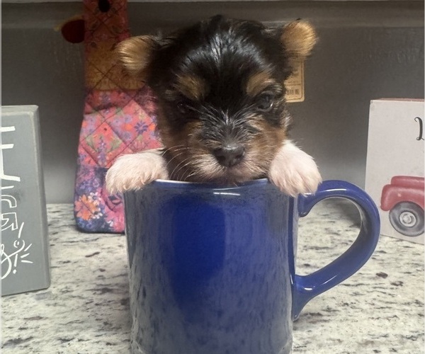 Medium Photo #1 Yorkshire Terrier Puppy For Sale in FORT WORTH, TX, USA