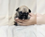 Puppy Tator French Bulldog