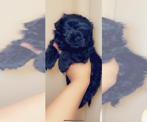 Morkie-Poodle (Toy) Mix Puppy for Sale in MONTEGUT, Louisiana USA