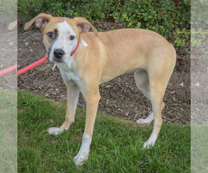 Gracie - Female American Staffordshire Terrier-Pointer Mix Dog for Adoption - Photo #2