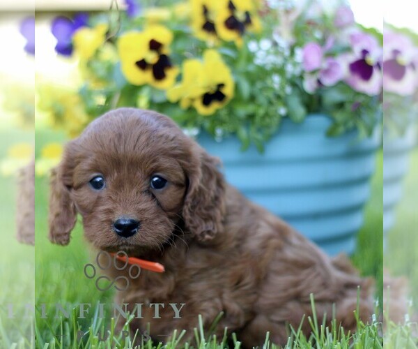 Medium Photo #4 Cavapoo (Miniature) Puppy For Sale in QUARRYVILLE, PA, USA
