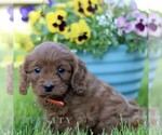 Small #3 Cavapoo (Miniature)